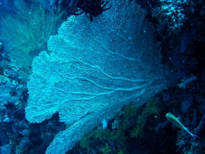 Crociera Maldive2007_194.jpg